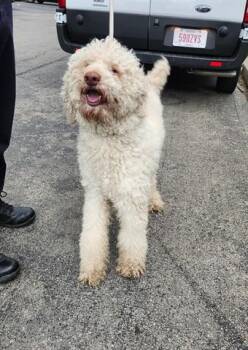 Poodle Dogs Available for Adoption in Dayton, Ohio - BENTLEY | PetCurious