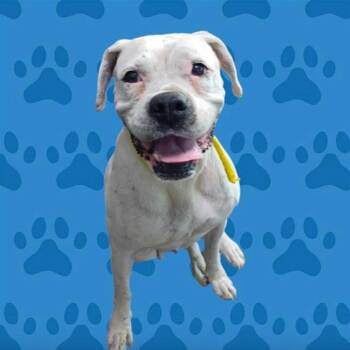 Boxer Dogs Available for Adoption in Apple Valley, California - Mary Celeste | PetCurious