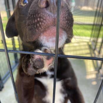 Hattie -  Labrador Retriever Dog for Adoption in Birmingham, Alabama - Hattie | PetCurious