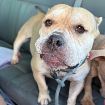 Nesta -  American Bulldog and Mixed Breed Dog for Adoption in Galveston, Texas - Nesta | PetCurious