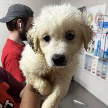 Marley -  Shepherd Dog for Adoption in Parrish, Alabama - Marley | PetCurious