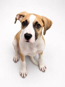 Cricket -  Boxer and Mixed Breed Dog for Adoption in Bridgewater, New Jersey - Cricket | PetCurious