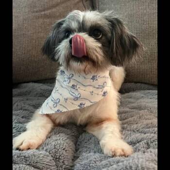 Nanny McPhee -  Shih Tzu Dog for Adoption in Midlothian, Virginia - Nanny McPhee | PetCurious