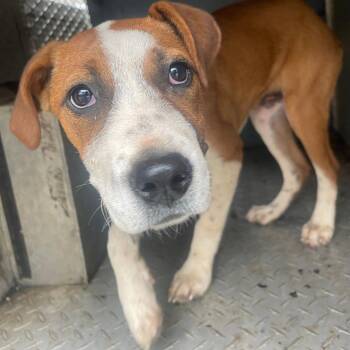 Valerie -  Boxer and Mixed Breed Dog for Adoption in Valley, Alabama - Valerie | PetCurious