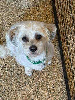 Chio -  Mixed Breed Dog for Adoption in Hot Springs, South Dakota - Chio | PetCurious