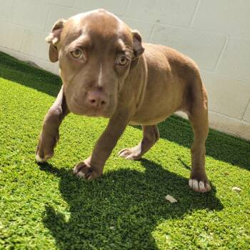 Mixed Breed Dogs Available for Adoption in Loxahatchee Groves, Florida - Historia 1272 | PetCurious