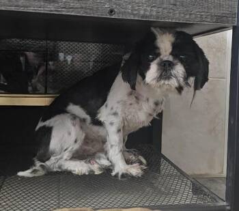 Rescue Shih Tzu Dogs for Adoption in Aurora, Illinois - Sheena | PetCurious