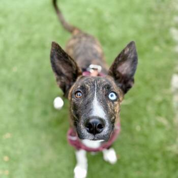 Andi -  Border Collie and German Shepherd Dog Dog for Adoption in Amarillo, Texas - Andi | PetCurious