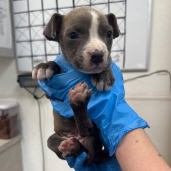 Rescue Mixed Breed Dogs for Adoption in Columbiana, Alabama - Nala Was Teeter | PetCurious