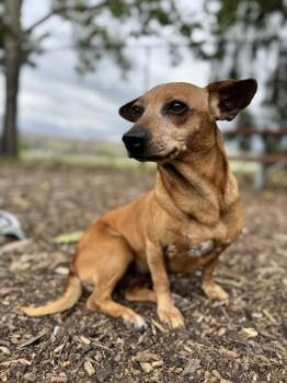 Chihuahua and Dachshund Dogs Available for Adoption in Fremont, California - PIPER | PetCurious