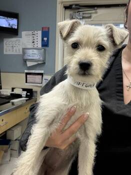 Terrier Dogs Available for Adoption - LUNA | PetCurious