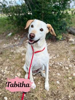 Rescue Labrador Retriever Dogs for Adoption in Boerne, Texas - Tabitha | PetCurious