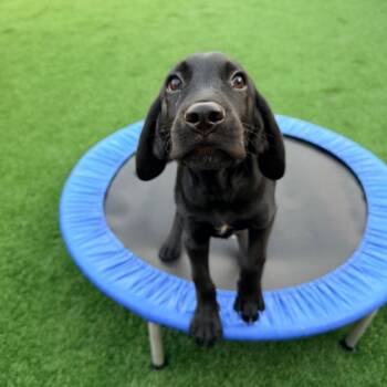 Bronco -  Hound Dog for Adoption in La Grange, Kentucky - Bronco | PetCurious
