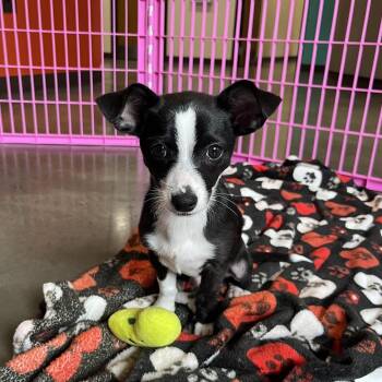 Ravioli -  Chihuahua Dog for Adoption in Salisbury, North Carolina - Ravioli | PetCurious