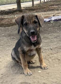 Nish -  Shepherd and Husky Dog for Adoption in Fresno, California - Nish | PetCurious