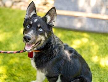 HAWK -  Siberian Husky and German Shepherd Dog Dog for Adoption in San Jose, California - HAWK | PetCurious
