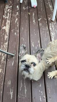 Moni -  French Bulldog and Schnauzer Dog for Adoption in New London, Wisconsin - Moni | PetCurious