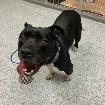 Akira -  American Staffordshire Terrier and Mixed Breed Dog for Adoption in Grand Rapids, Michigan - Akira | PetCurious