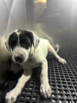 BOBA -  Mixed Breed Dog for Adoption in Dallas, Texas - BOBA | PetCurious