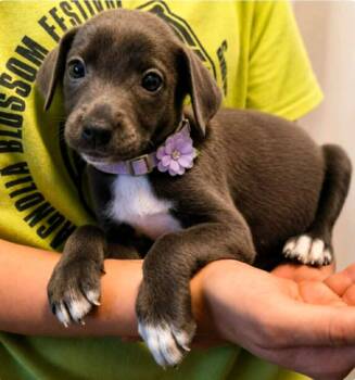 Madam Mugshot -  Labrador Retriever and Terrier Dog for Adoption in El Dorado, Arkansas - Madam Mugshot | PetCurious