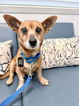 Queso -  Chihuahua Dog for Adoption in Fairfax, Virginia - Queso | PetCurious