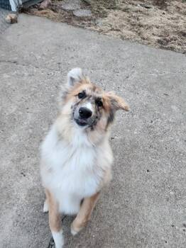 Belgian Shepherd Malinois and Australian Cattle Dog Blue Heeler Dogs Available for Adoption in Coldwater, Michigan - Wheeler - GRADUDATE | PetCurious