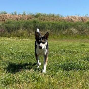 Stormy -  Husky and Australian Kelpie Dog for Adoption in Driggs, Idaho - Stormy | PetCurious