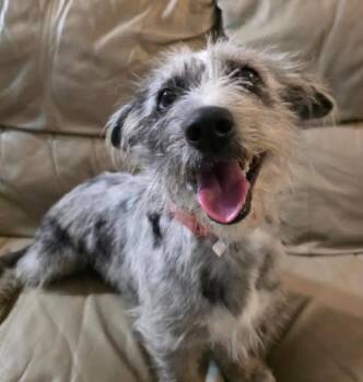 Dachshund and Scottish Terrier Dogs Available for Adoption - Babs | PetCurious