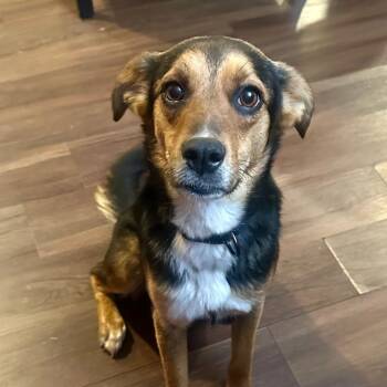 Labrador Retriever and Beagle Dogs Available for Adoption in Richmond, Virginia - Suzie  | PetCurious