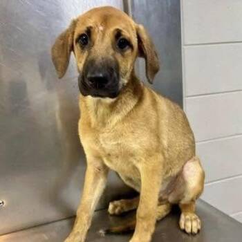 Teton (p) -  Mixed Breed Dog for Adoption in New York, New York - Teton (p) | PetCurious