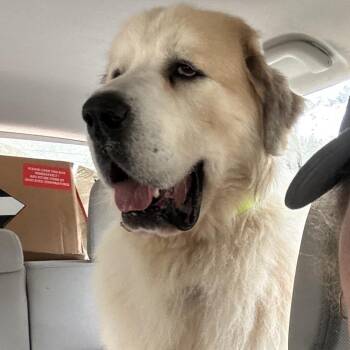 Great Pyrenees and Saint Bernard Dogs Available for Adoption - Ceasar | PetCurious