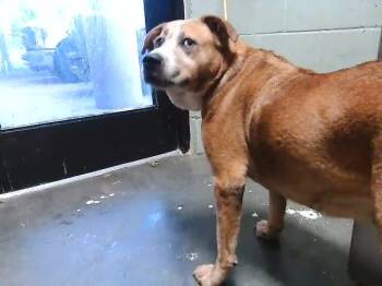 Labrador Retriever and Mixed Breed Dogs Available for Adoption in Tulsa, Oklahoma - GARY | PetCurious