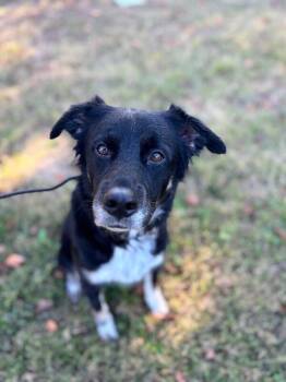 Rescue Border Collie and Labrador Retriever Dogs for Adoption in Aiken, South Carolina - Diamond | PetCurious