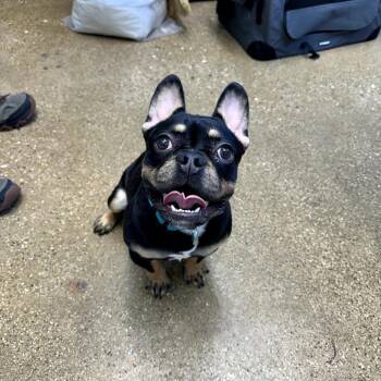 French Bulldog Dogs Available for Adoption - Mylo | PetCurious