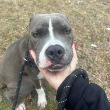 Mixed Breed Dogs Available for Adoption - Crayola | PetCurious