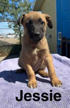 Jessie -  Shepherd Dog for Adoption in Yellowknife, Northwest Territories - Jessie | PetCurious