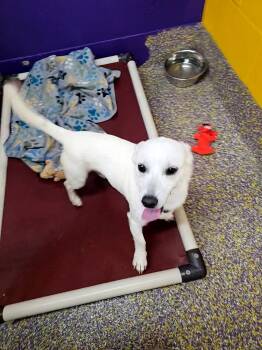 Ranch -  Dachshund Dog for Adoption in Metairie, Louisiana - Ranch | PetCurious