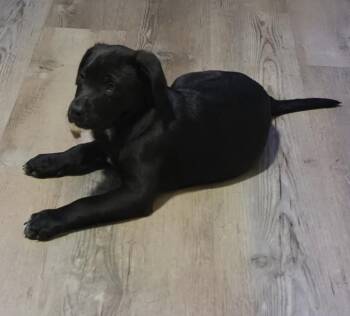 Mixed Breed Dogs Available for Adoption in Maineville, Ohio - Dumpling | PetCurious