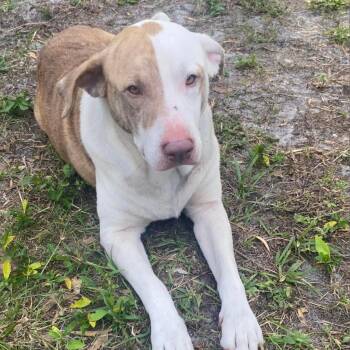 Zeus -  Pit Bull Terrier Dog for Adoption in Lake Panasoffkee, Florida - Zeus | PetCurious