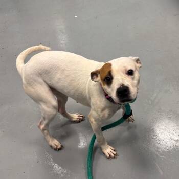Mini -  Mixed Breed Dog for Adoption in Philadelphia, Pennsylvania - Mini | PetCurious