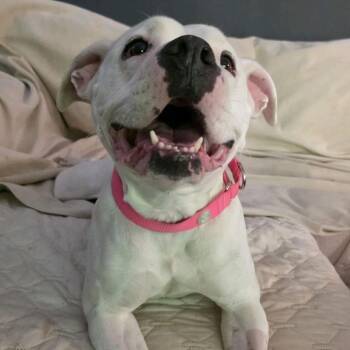 Marshmallow -  Pit Bull Terrier Dog for Adoption in Kansas City, Missouri - Marshmallow | PetCurious