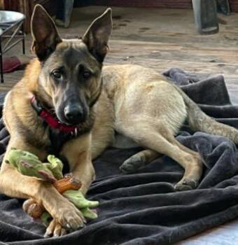 Radar 4283 -  Belgian Shepherd Malinois and German Shepherd Dog Dog for Adoption in Centreville, Virginia - Radar 4283 | PetCurious