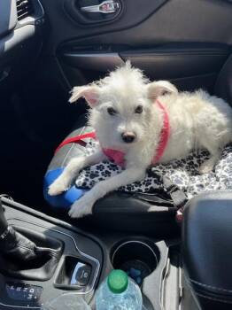 Terrier Dogs Available for Adoption - Snowy | PetCurious