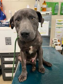 Elliott -  Mixed Breed Dog for Adoption in Mobile, Alabama - Elliott | PetCurious