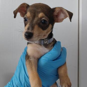Florence -  Wirehaired Dachshund and Chihuahua Dog for Adoption in Hattiesburg, Mississippi - Florence | PetCurious