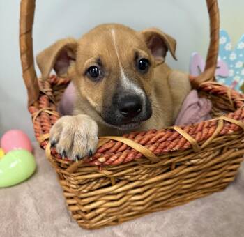 Mixed Breed Dogs Available for Adoption - MAVERICK | PetCurious