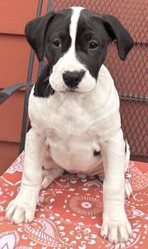 Pit Bull Terrier Dogs Available for Adoption - Shania (Twain) | PetCurious