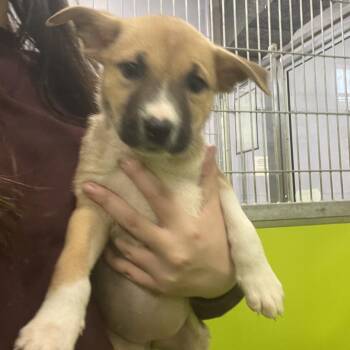 Mixed Breed Dogs Available for Adoption in Spokane, Washington - Lola | PetCurious