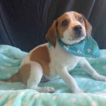 David -  Mixed Breed Dog for Adoption in Canal Winchester, Ohio - David | PetCurious