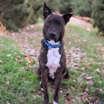 Rescue Mixed Breed Dogs for Adoption in Fredericksburg, Virginia - Glenn | PetCurious